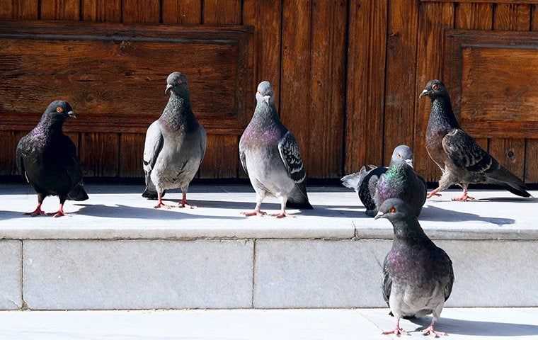 pigeons on a stone step