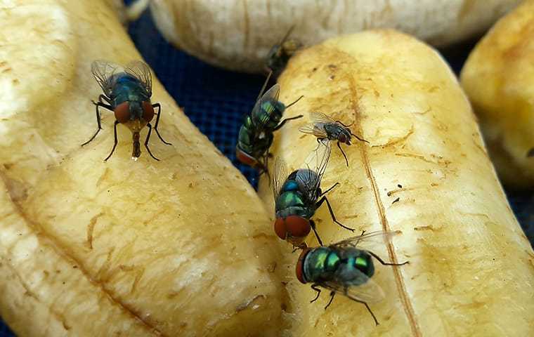 flies on browning bananas
