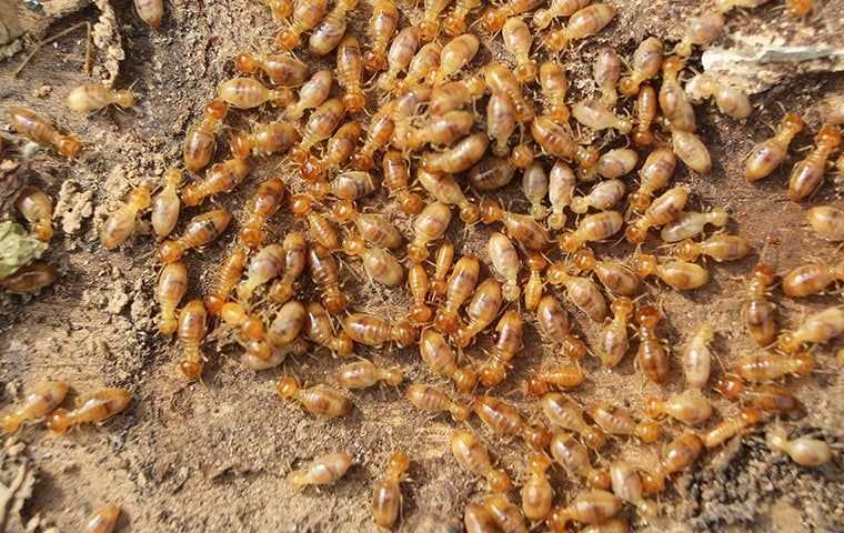 termite swarm on ground