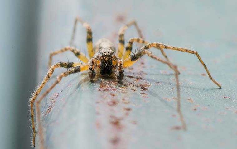 a spider on rusty metal