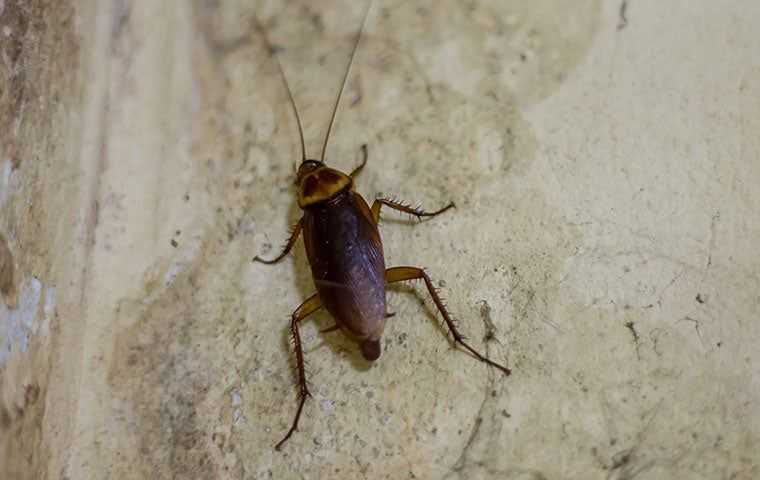an american cockroach on a wall