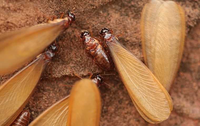 Termite swarmers up close