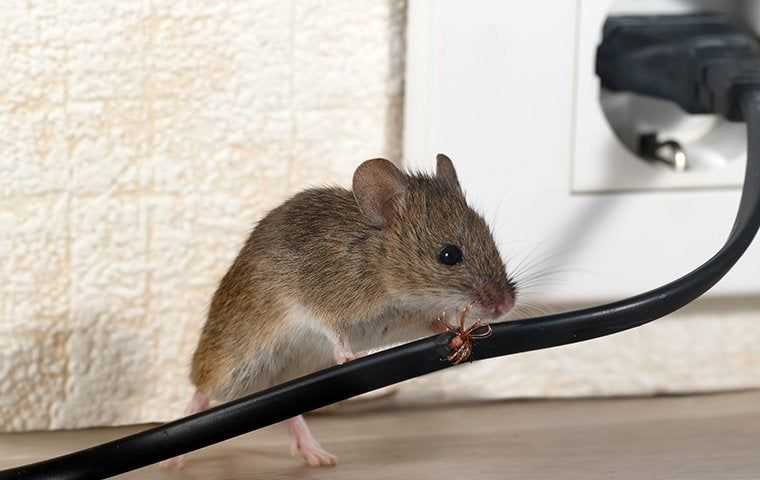 a mouse chewing a power cord