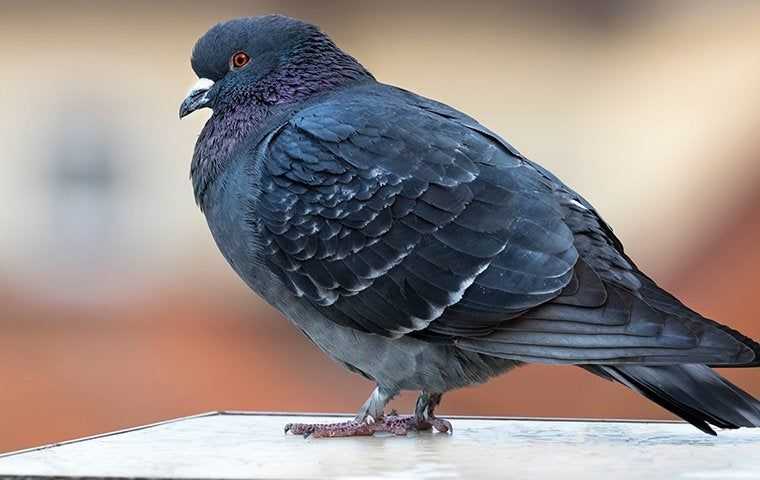 a pigeon resting