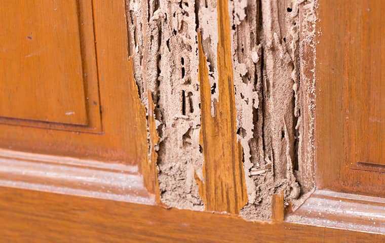 Termite damage on a wood cabinet