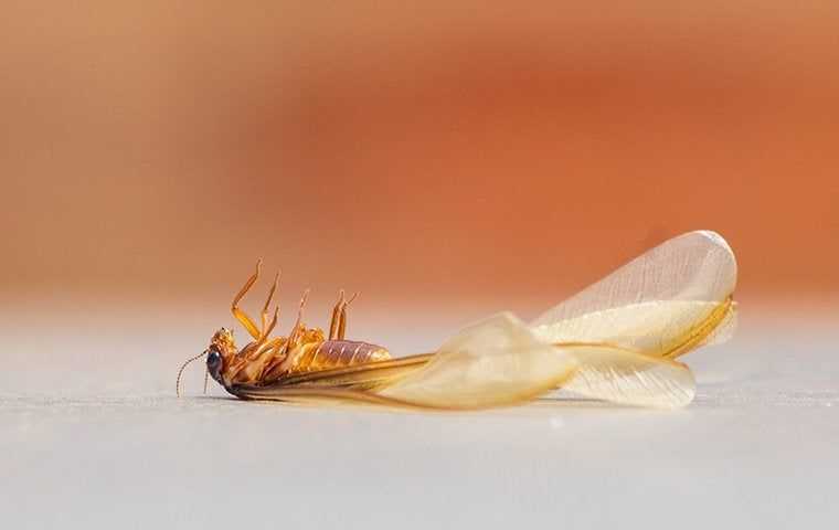Winged termite laying on the ground dead