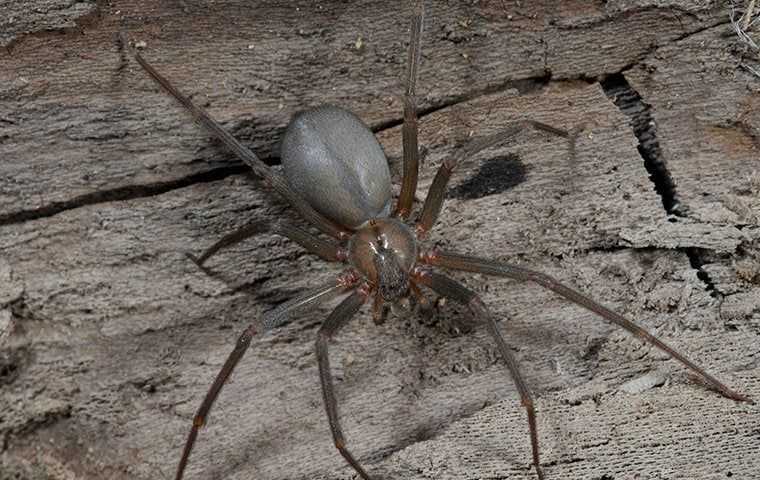 brown recluse spider in a basement