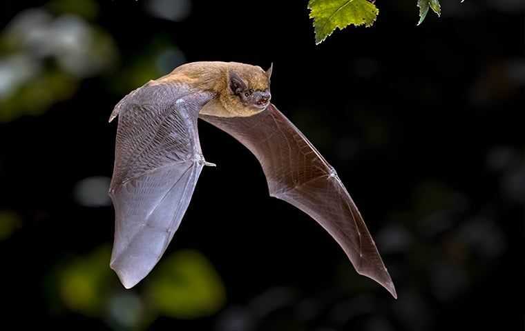 a bat flying around