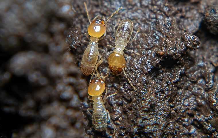 three termites up close