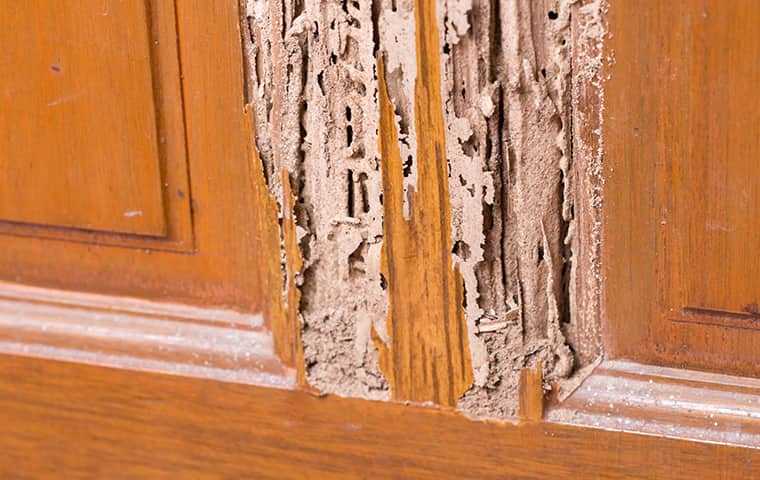 wood paneling with termite damage