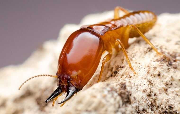 a big cockroach up close