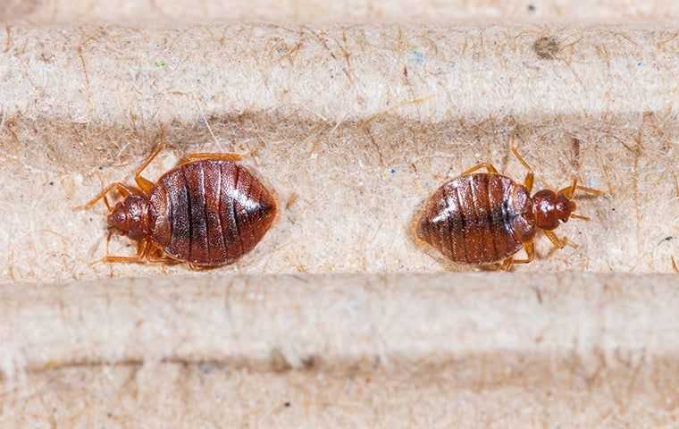 two bed bugs