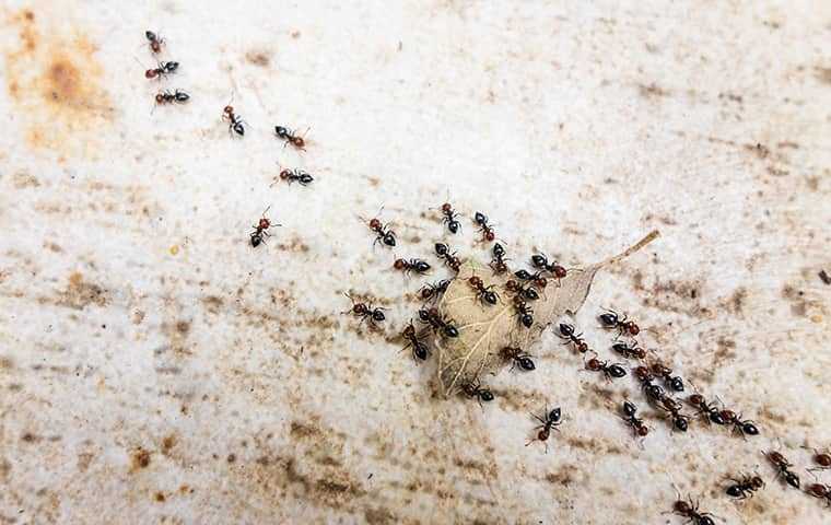 ants marching around