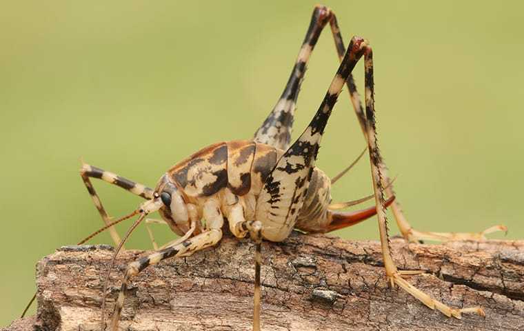 a camel cricket up close on a piece of wood
