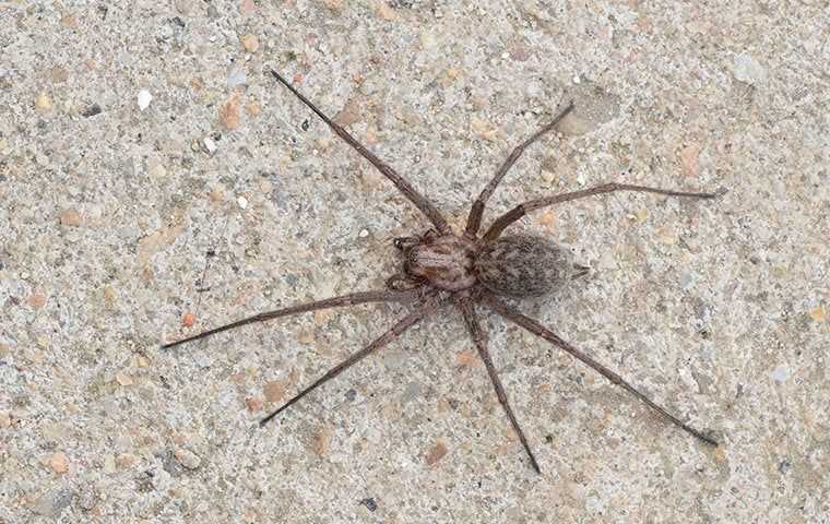 a house spider on a floor