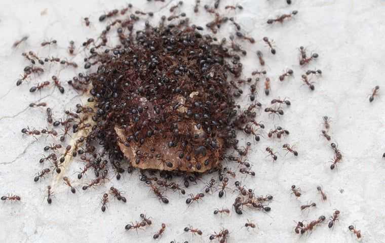 a large ant swarm in a home