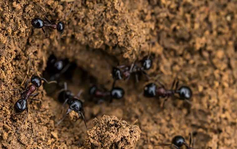ants coming out of a hole