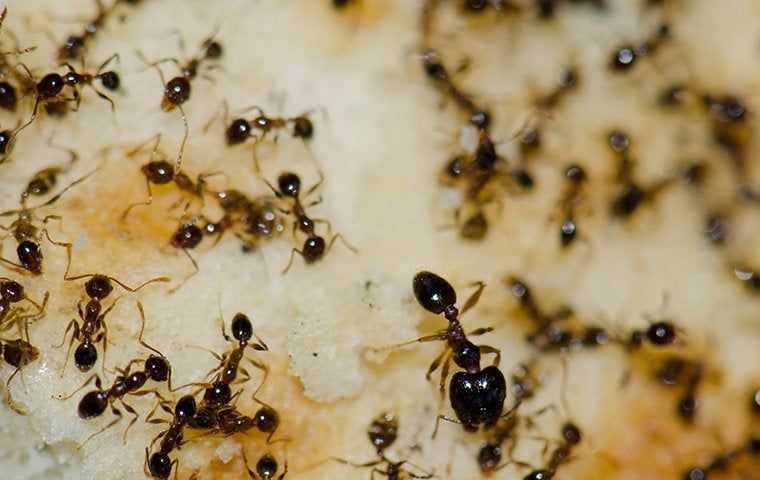 ants all over some food