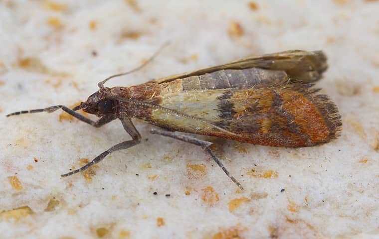 indian meal moth in a house