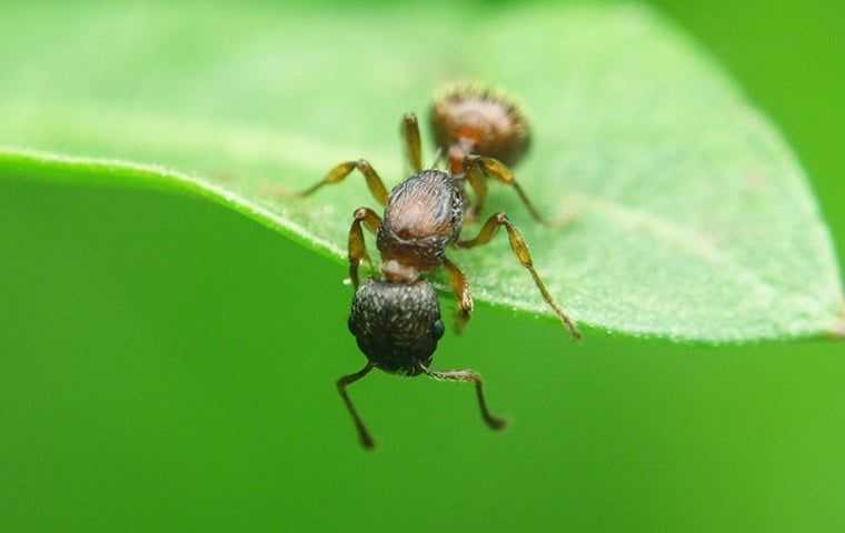 an ant on a leaf