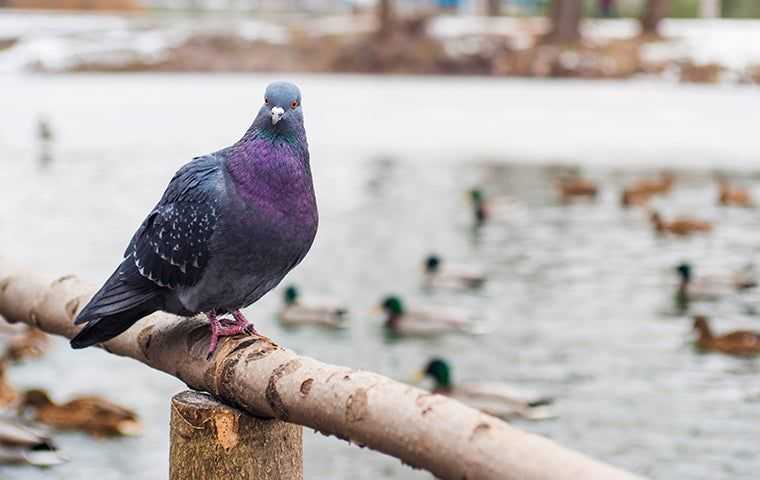 a roosting pigeon