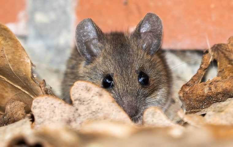 a house mouse in dried leaves
