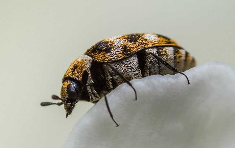 Close up of a carpet beetle on a flower