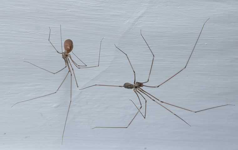 two spiders in a basement