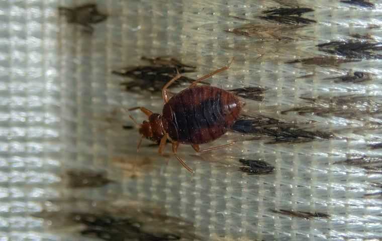 a bed bug on a dirty mattress
