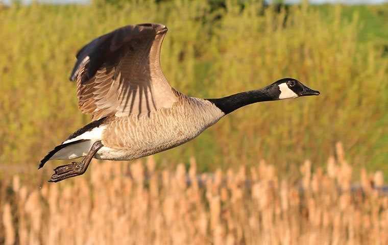 a flying goose
