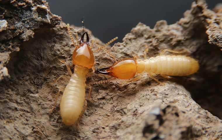 two termite workers