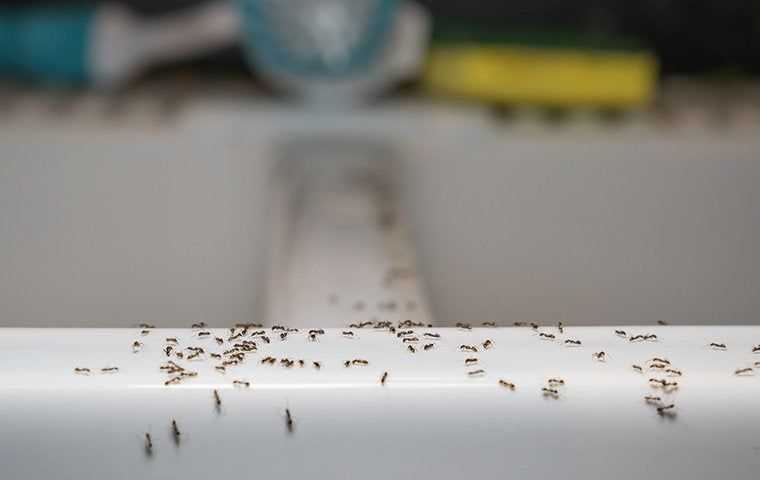 ants on a sink