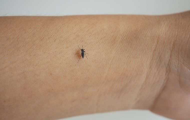 mosquito on wrist