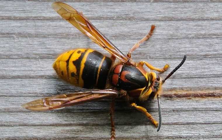 up close image of a hornet outside a home