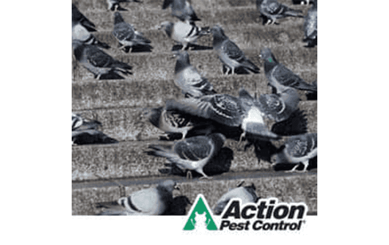 Pest Bird Control In Indiana