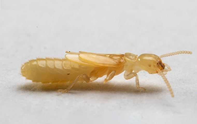 supplementary reproductive termite