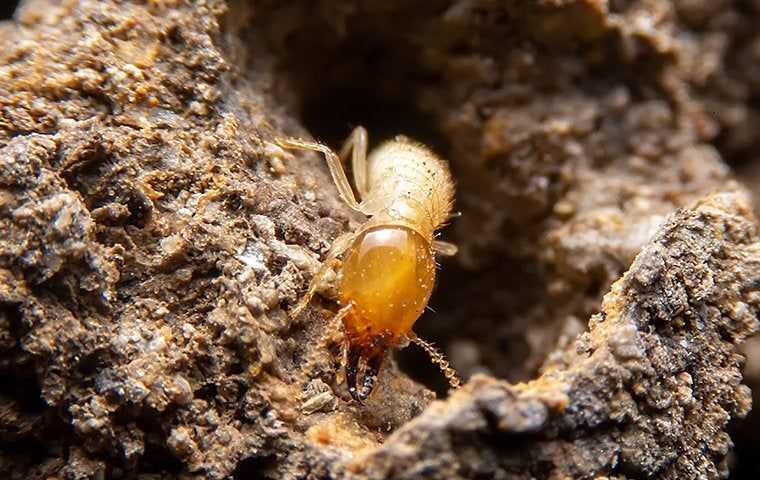 termite in the dirt