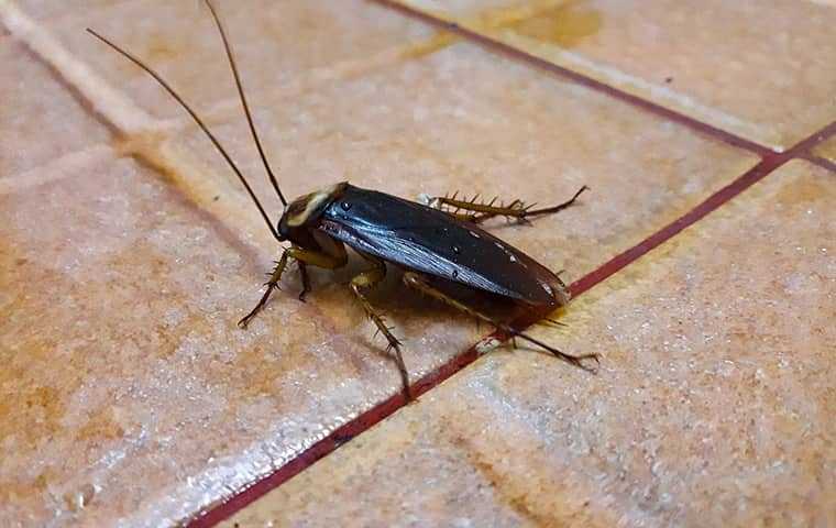 a cockroach on a tile floor