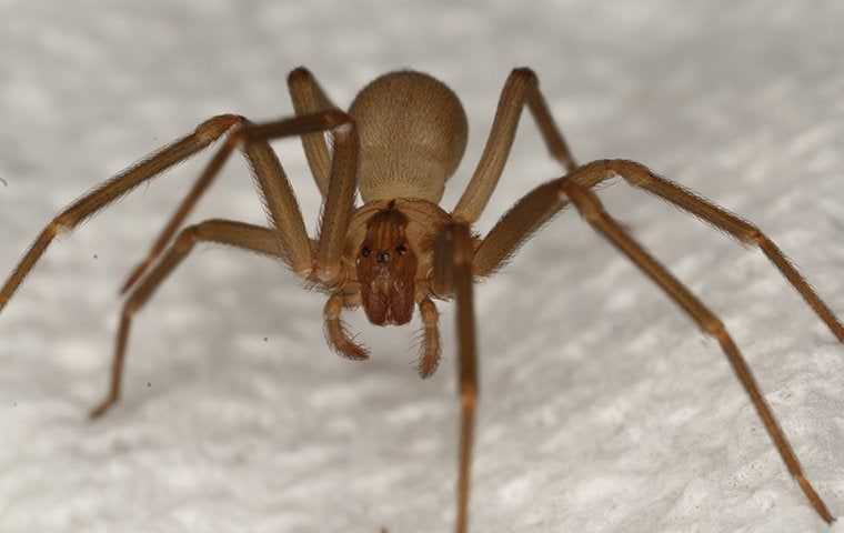 Brown recluse spider crawling towards the camera