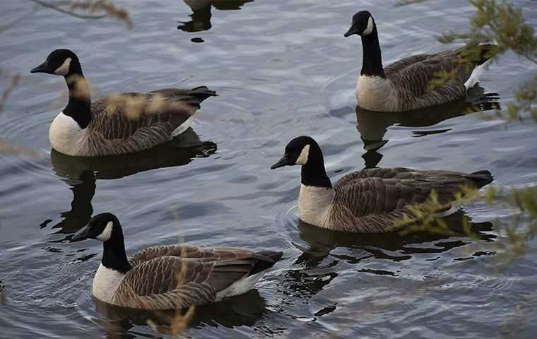 geese swimming by