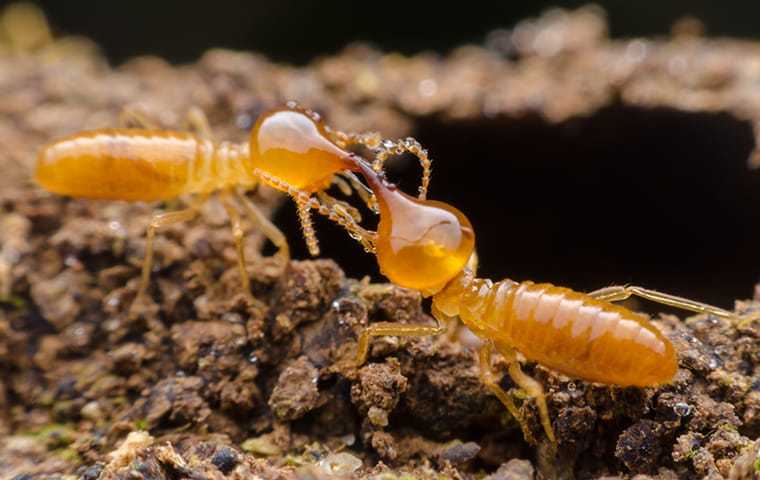 termites outside a home
