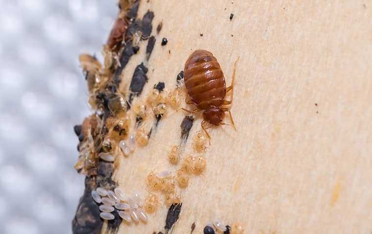 bed bugs infesting a home