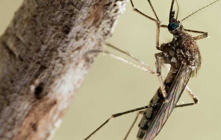 mosquito on a tree