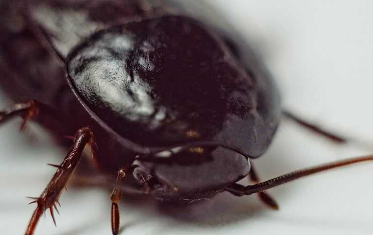 an oriental cockroach up close