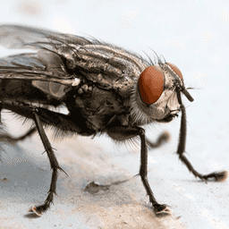 blow fly up close