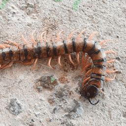 centipede up close