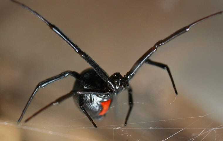 black widow on a web