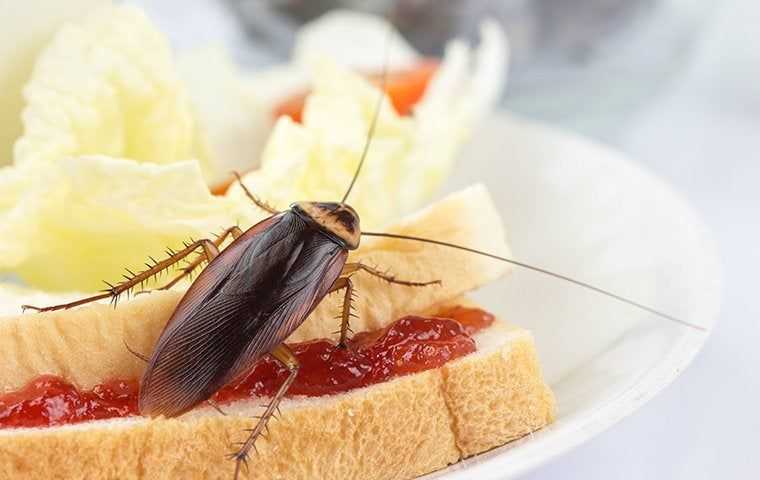 a cockroach on a peanut butter sandwich