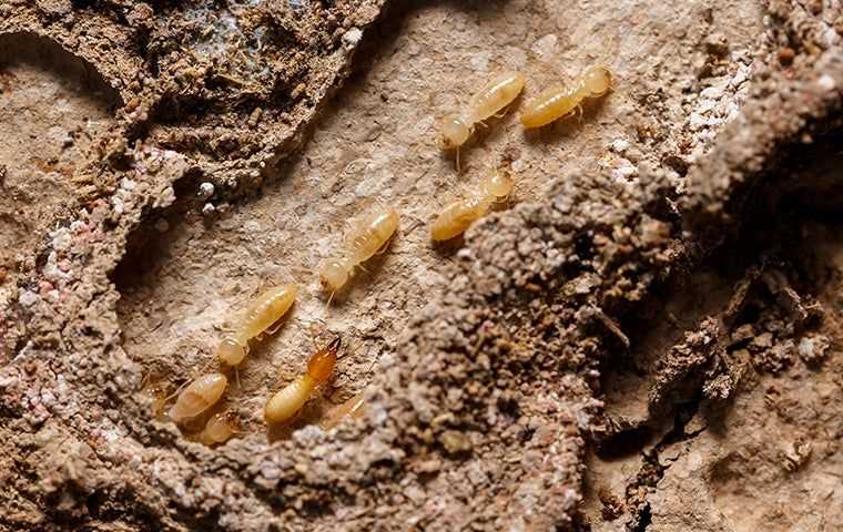 termites in the ground