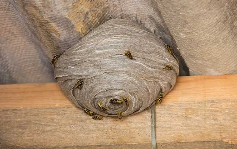 wasp nest in a house